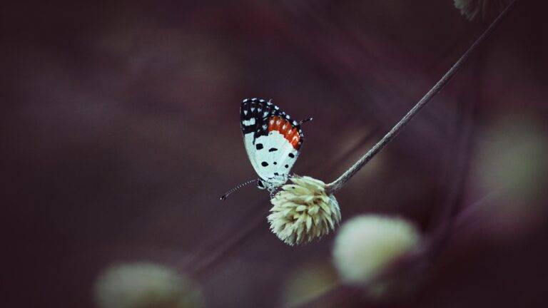 The Role of Political Campaigns in Influencing Election Outcomes