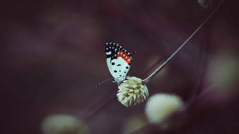 The Role of Political Campaigns in Influencing Election Outcomes