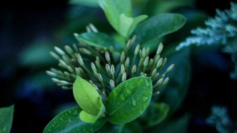 How To Register For Cricbet99 Win Login Account?